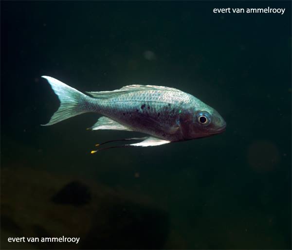 Ophthalmotilapia ventralis 'Chituta Bay'
